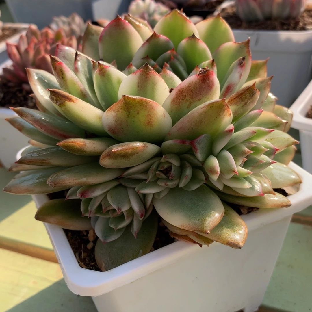 绿水晶锦九捧一大捧花