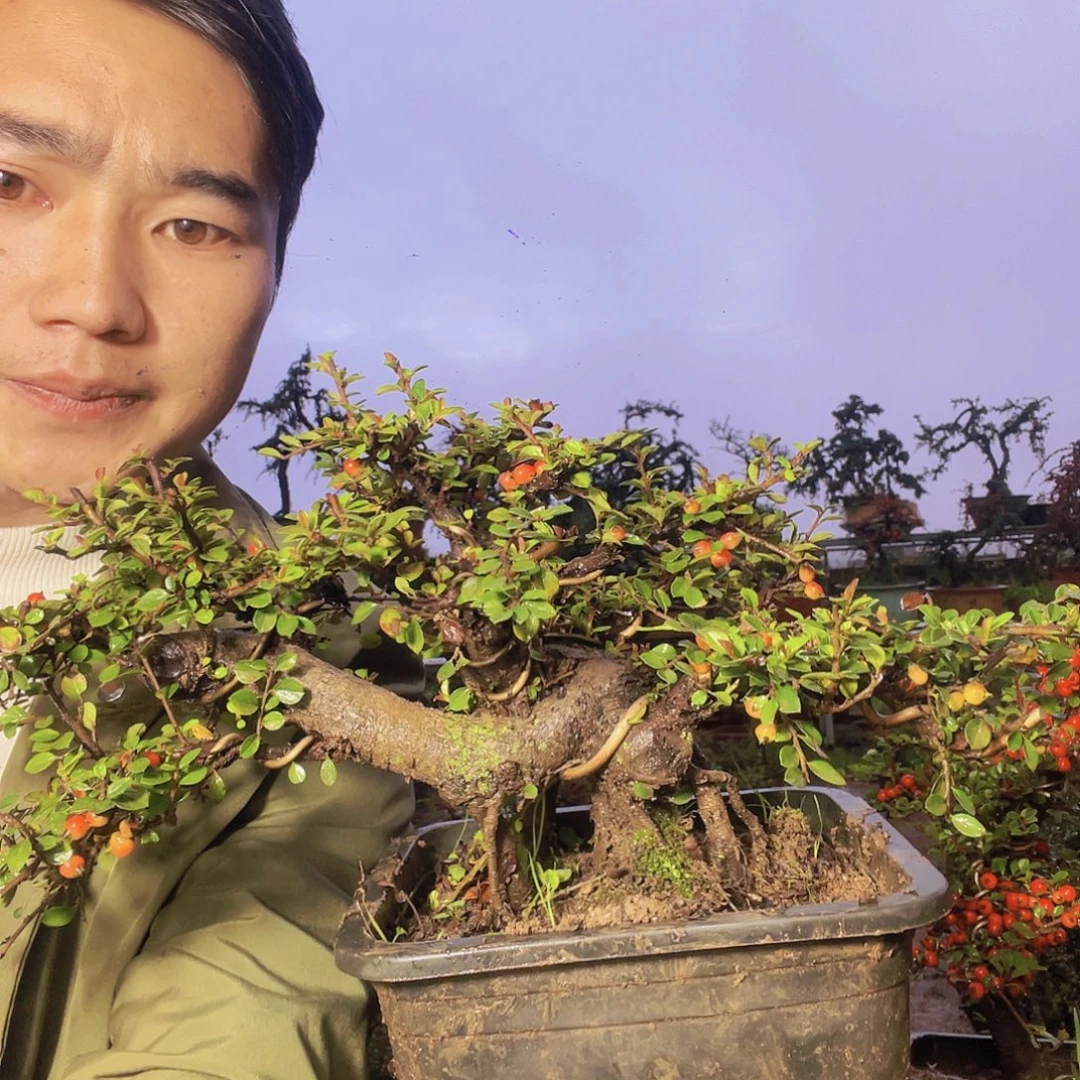 无花朵荀子盆景园区