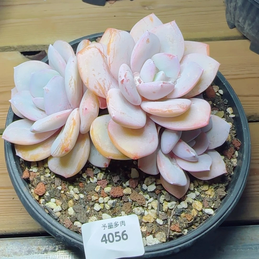 粗桩奶茶，4056多肉植物