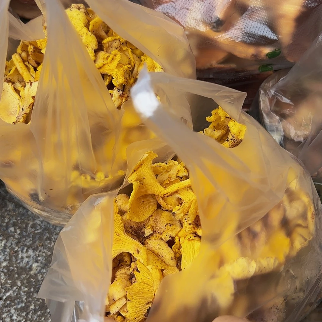 小***英中国大陆鸡油菌冰切4.2斤