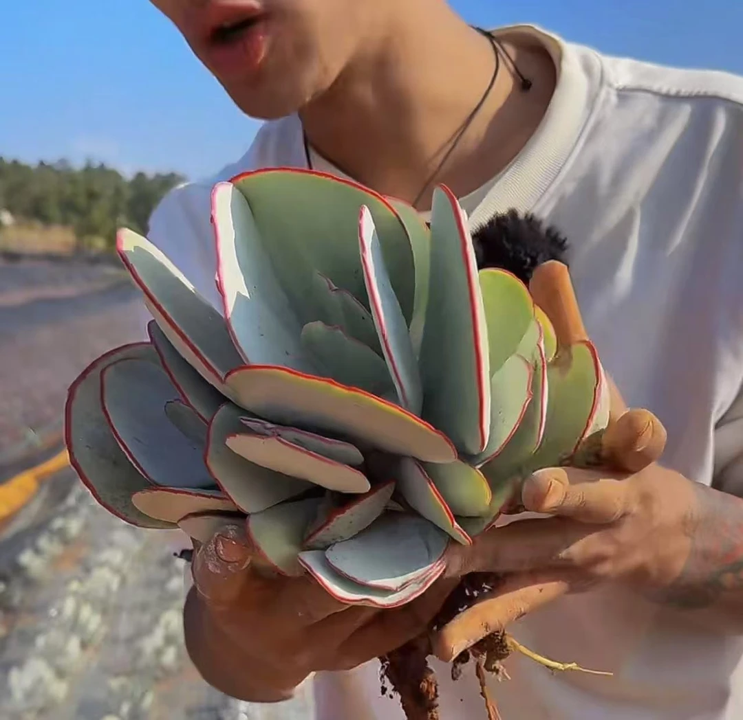 云漫多肉 白眉  18-20m 多肉植物 新手好养