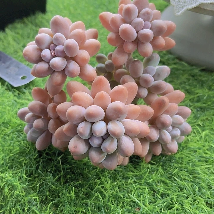 素***水汤圆，精品多肉，一物一拍