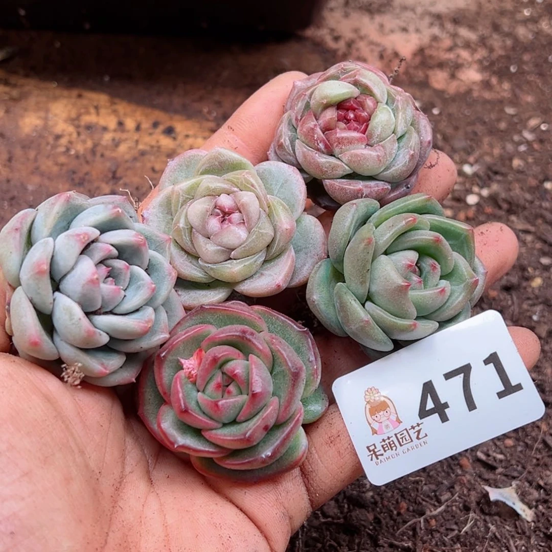 多肉植物多肉植物