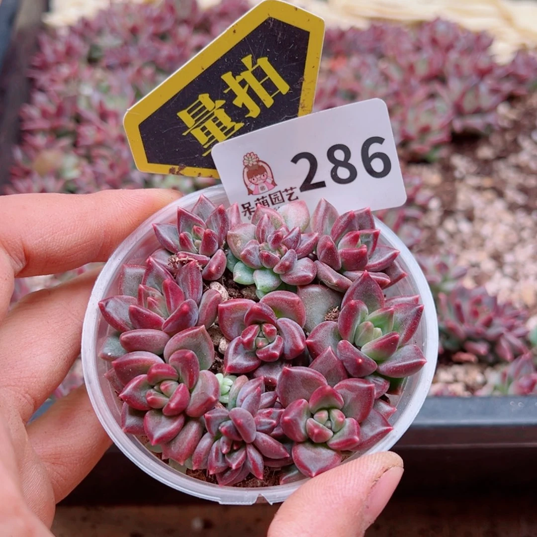 多肉植物多肉植物