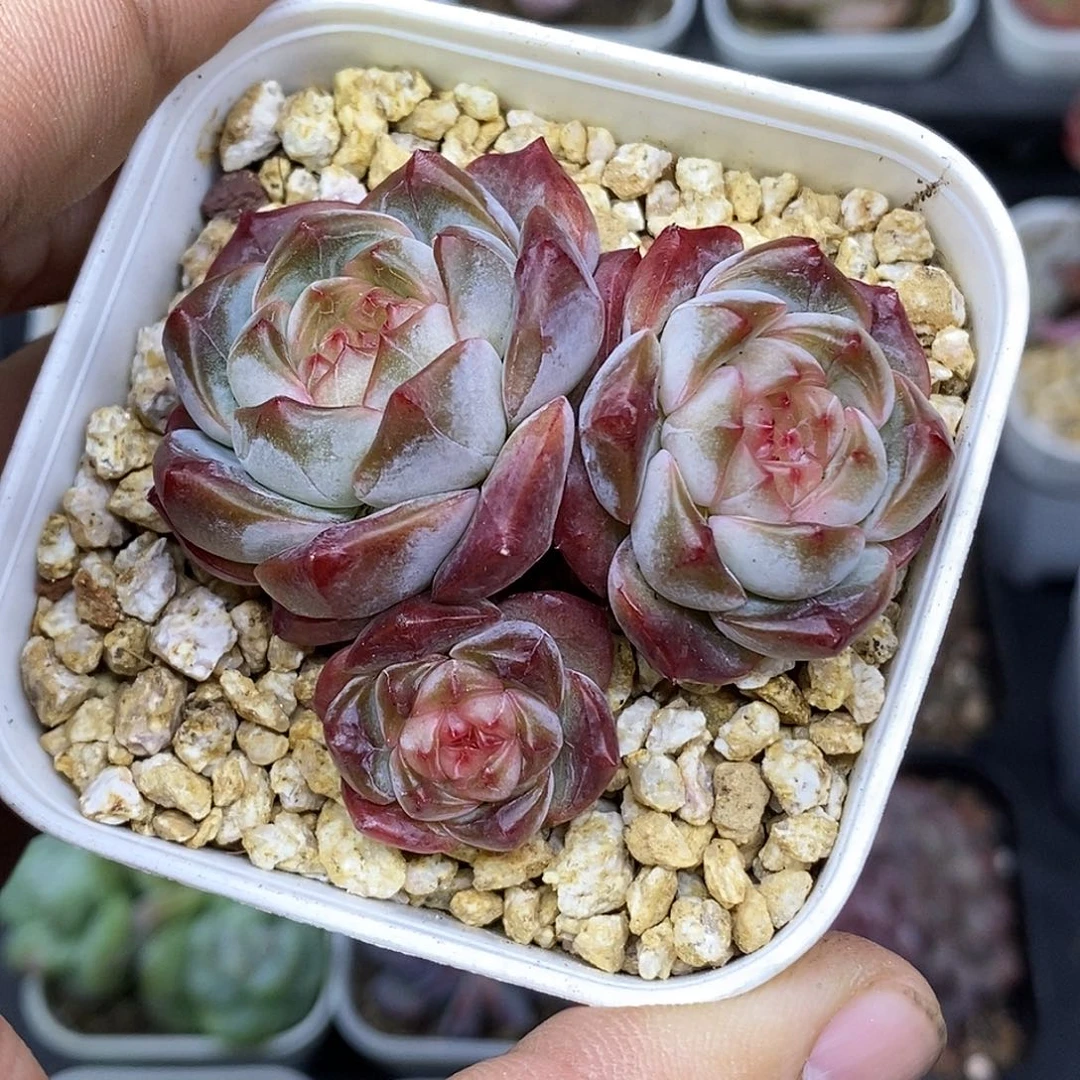 石榴珍妮30包邮非偏远