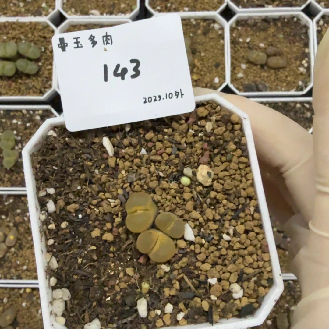 小***宝多肉多肉多肉10-143