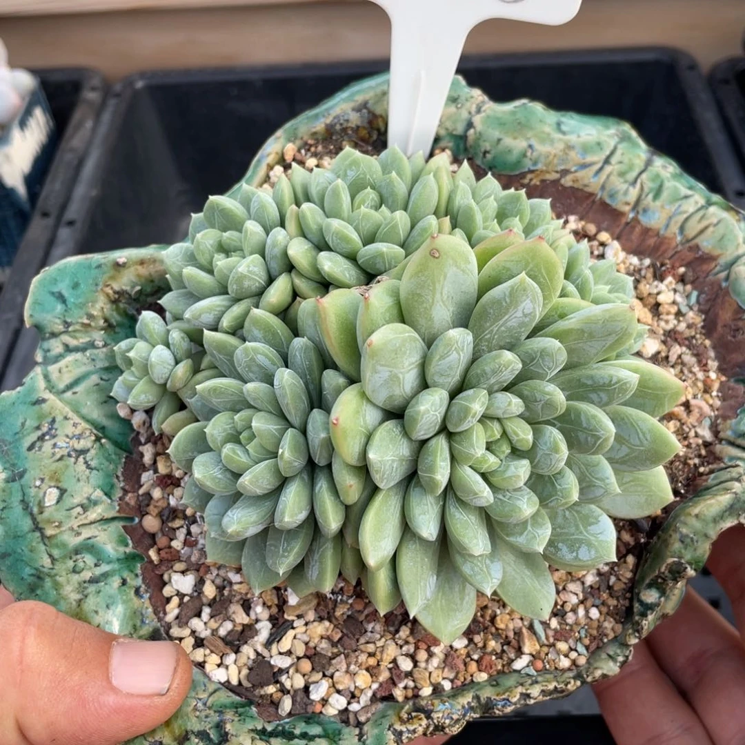 0399百达翡翠不带盆11厘米