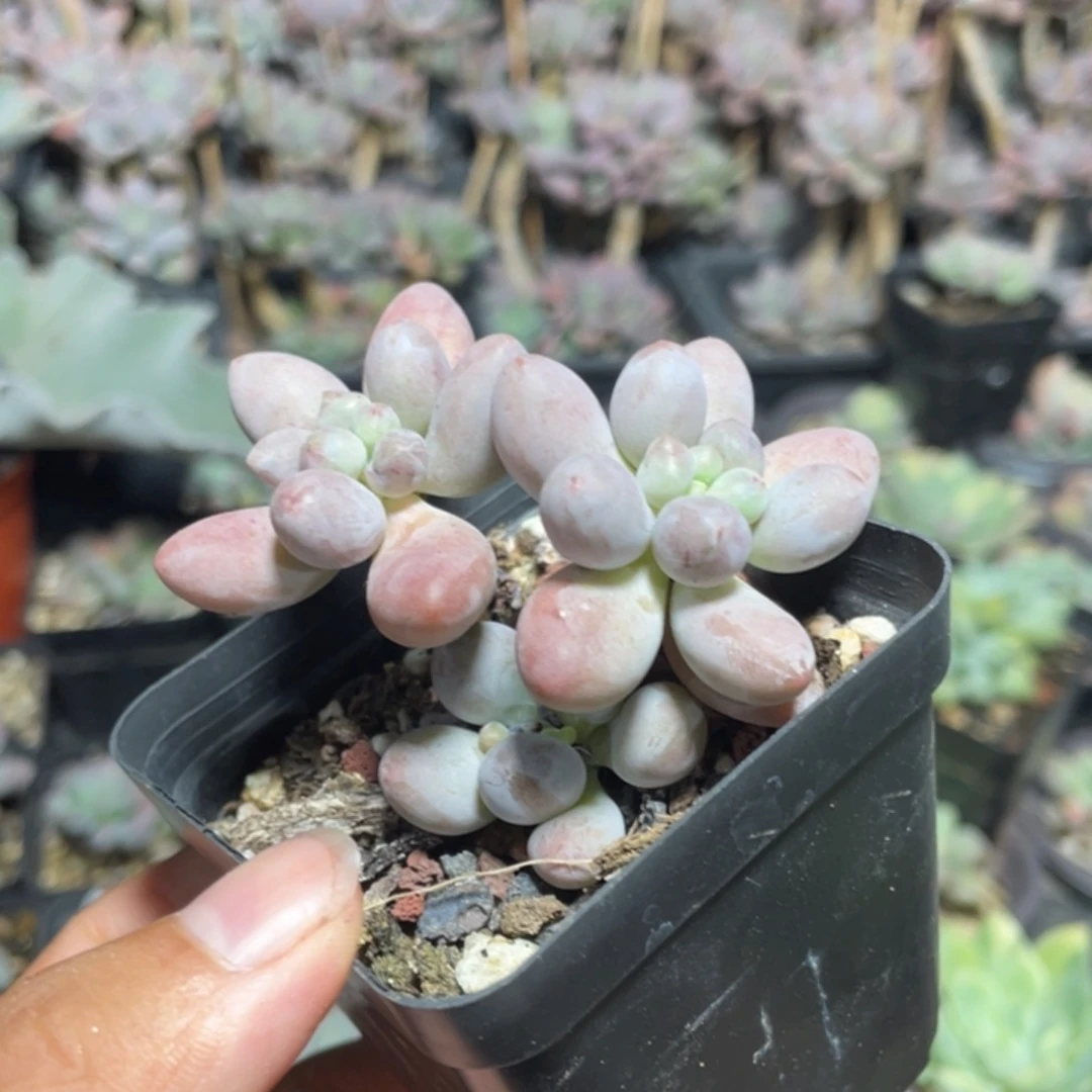 仙子奶酪多肉植物