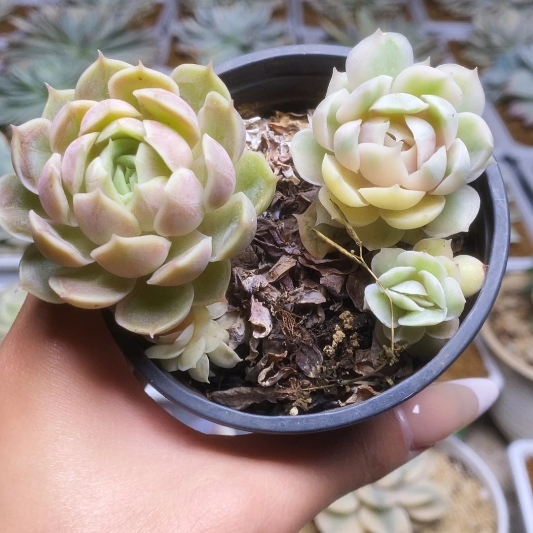 070锦锦锦锦锦锦锦锦