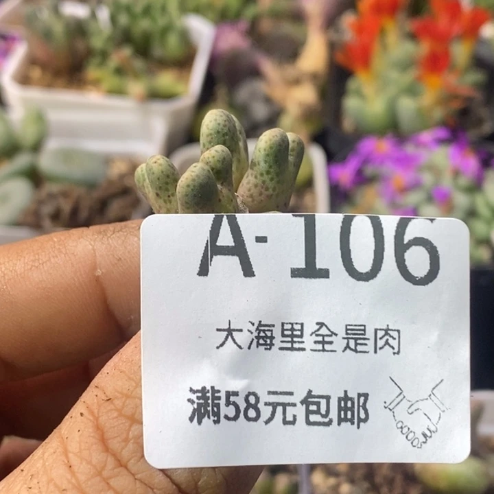 神***s2666666666699999999