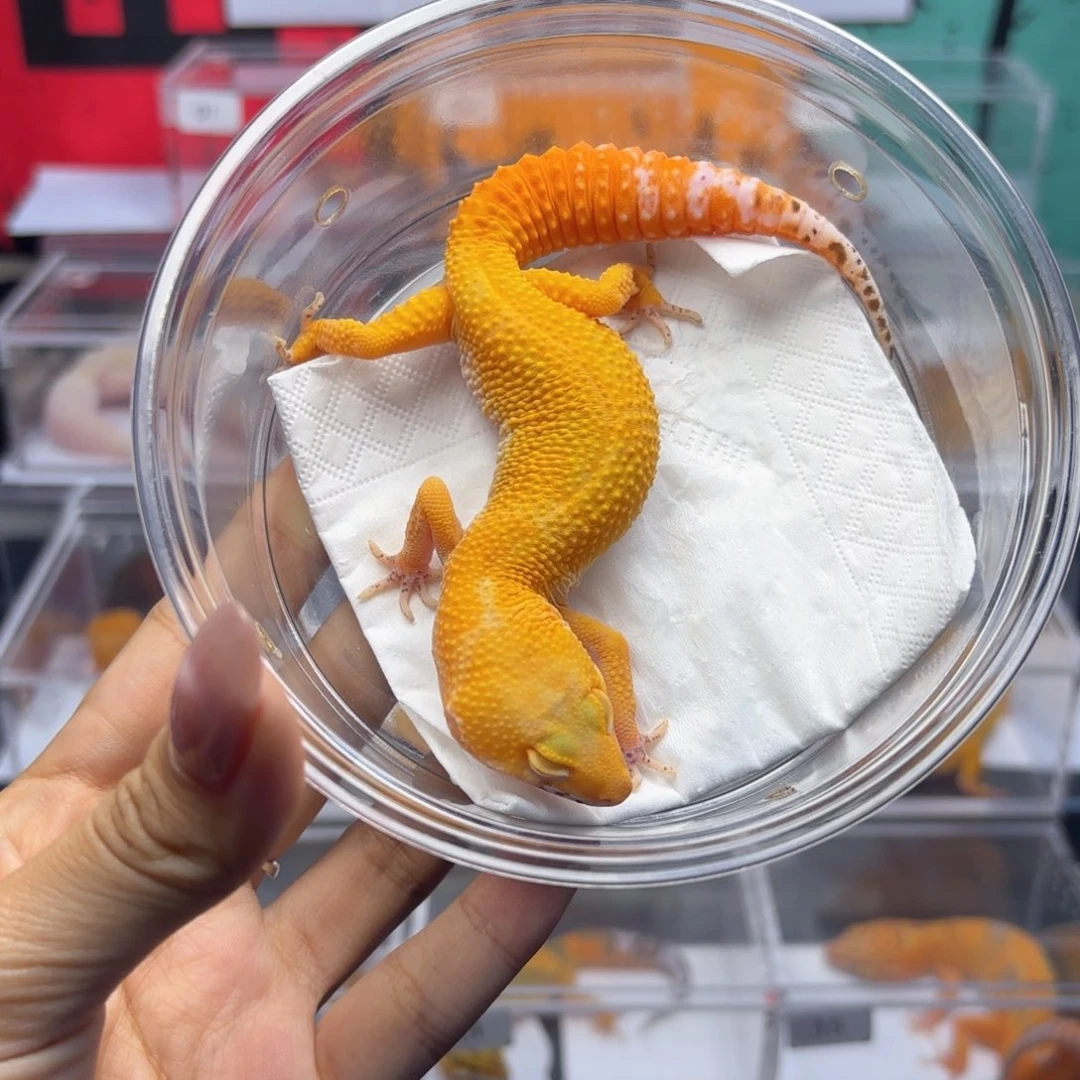 豹纹守宫贝尔蜜橘 弟弟 7.26 N020