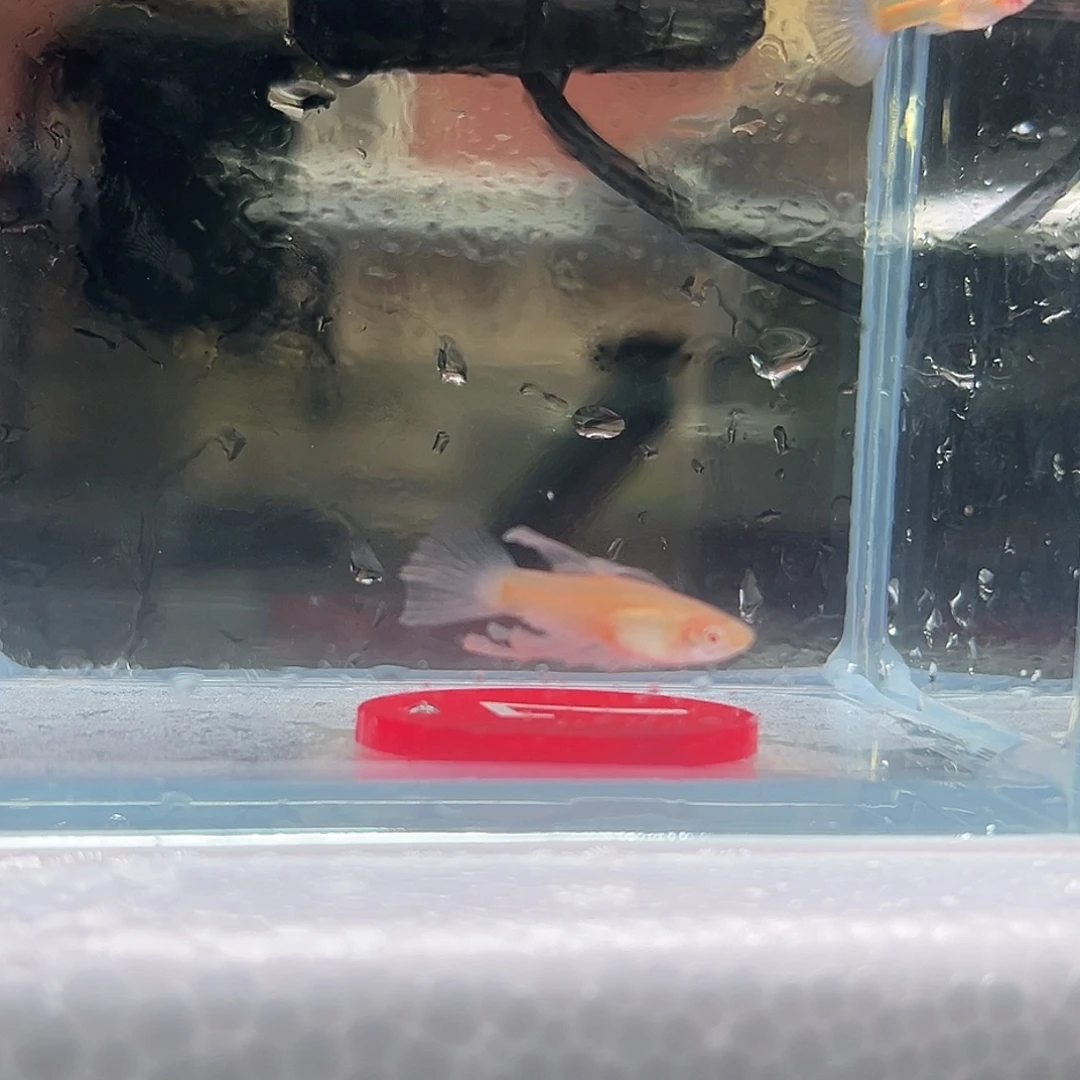 孔雀鱼蓝白7号孔雀鱼