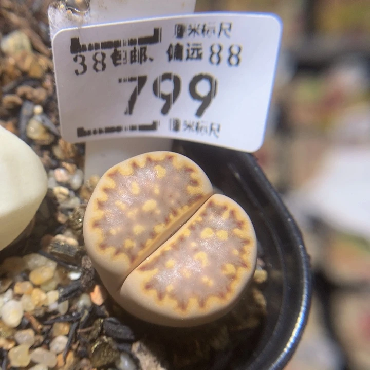 臭***Zzz精品生石花799