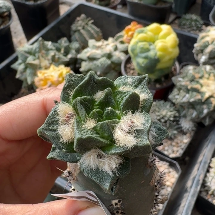 223纯种大尤龙角牡丹