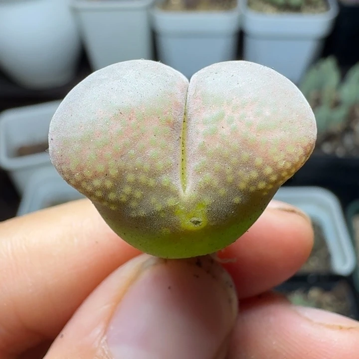 335母本风铃一颗。