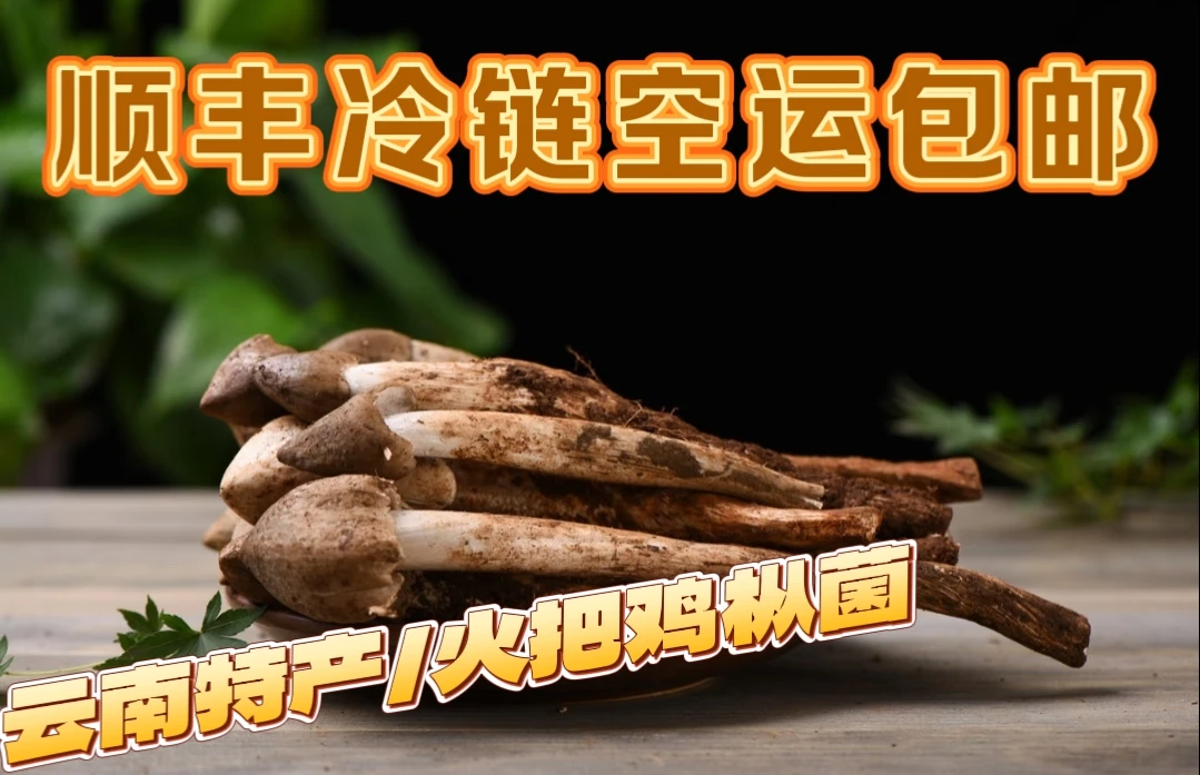 2025年云南新鲜火把鸡枞野生菌500-1000g顺丰冷链空运包邮