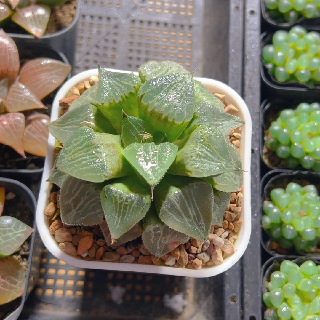 春雷寿母本玉露多肉一颗