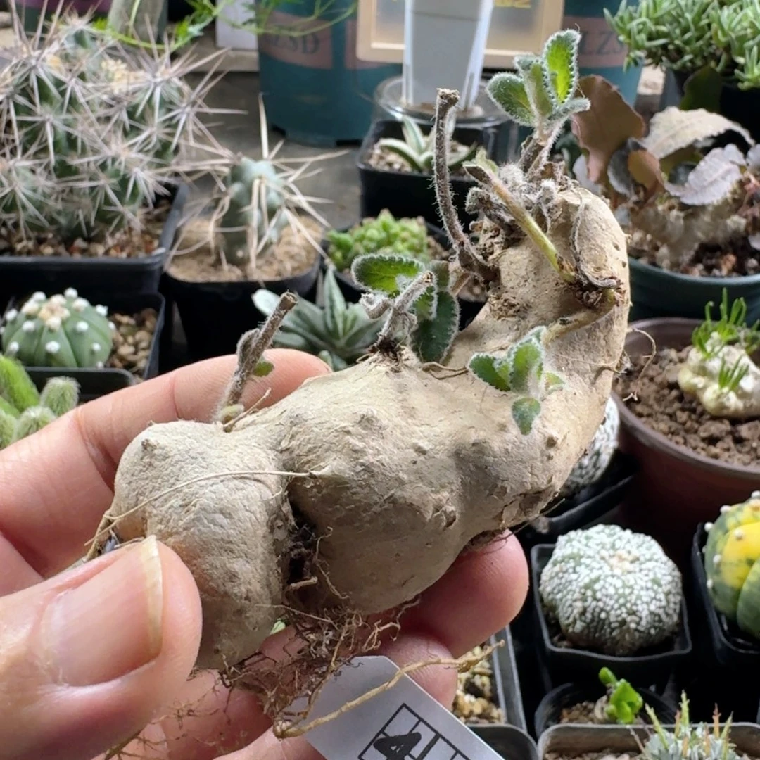 443白花断崖女王脱土发货