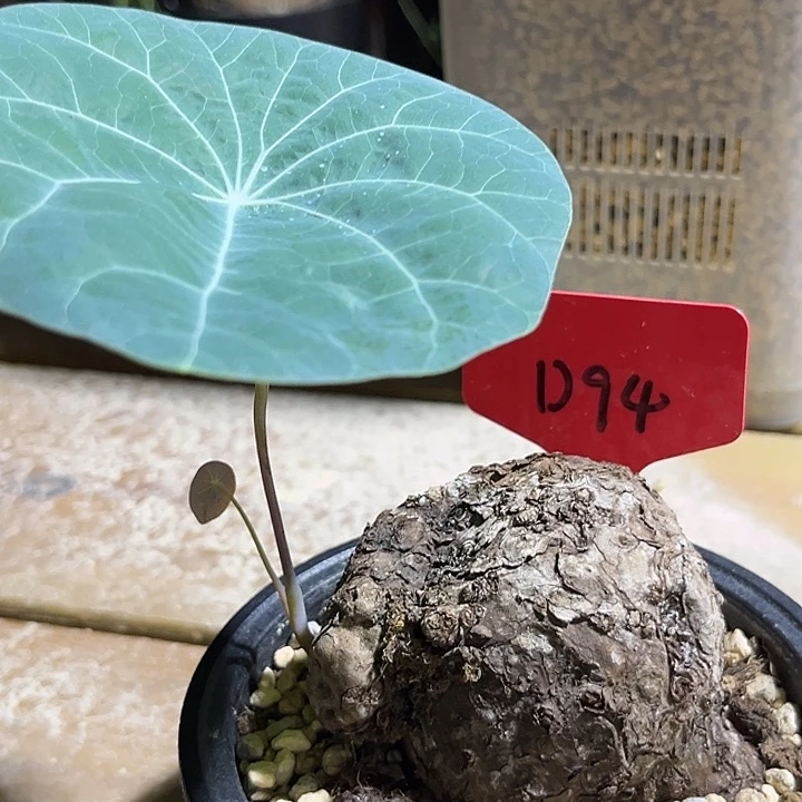 乐***中潮流植物一叶龟福利