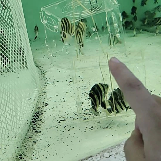 虎鱼苏门答腊虎鱼