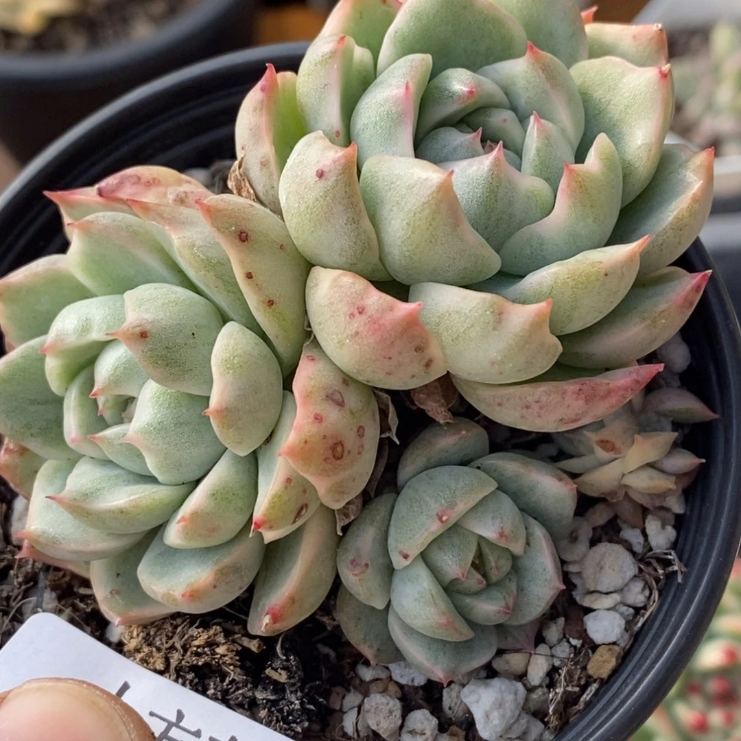 161女王锦 小方花圃一物一拍