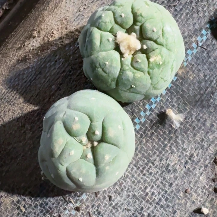 两个自根仙仙人球839