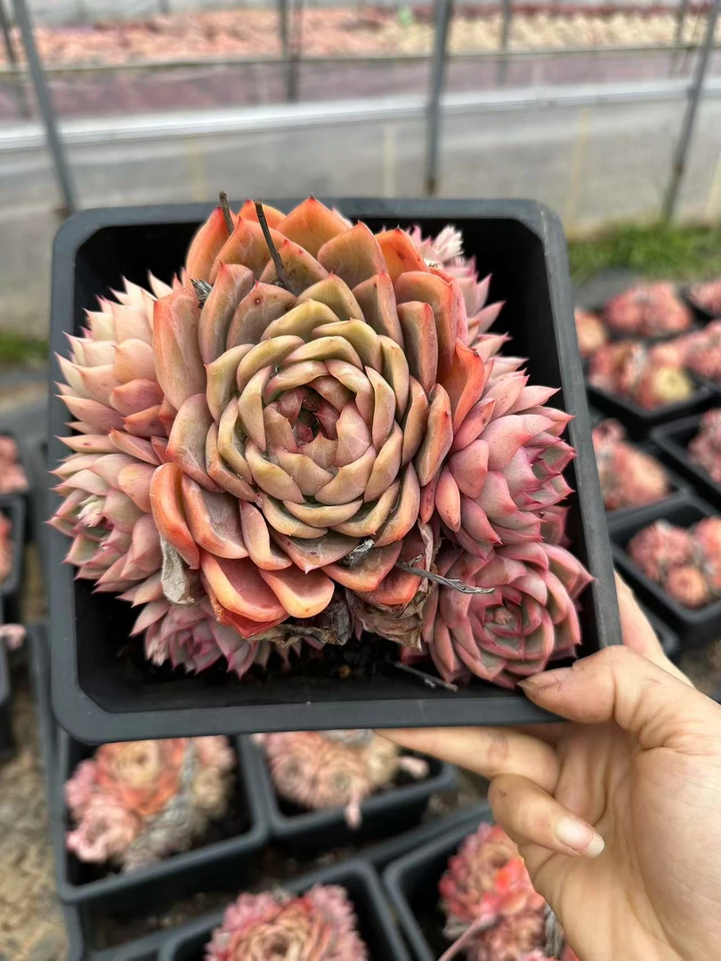 18#巴黎春天情人节宠粉版多肉植物  前男友精品多肉 SM0013