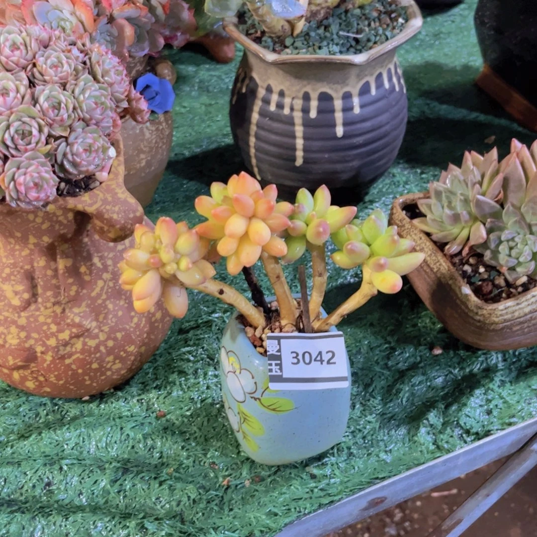 千代田带缀多肉植物3042