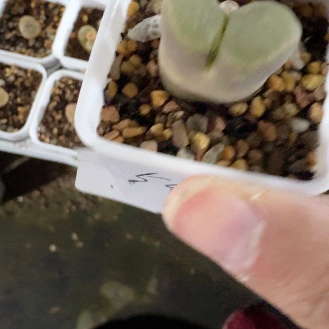 ?*宝54......多肉......