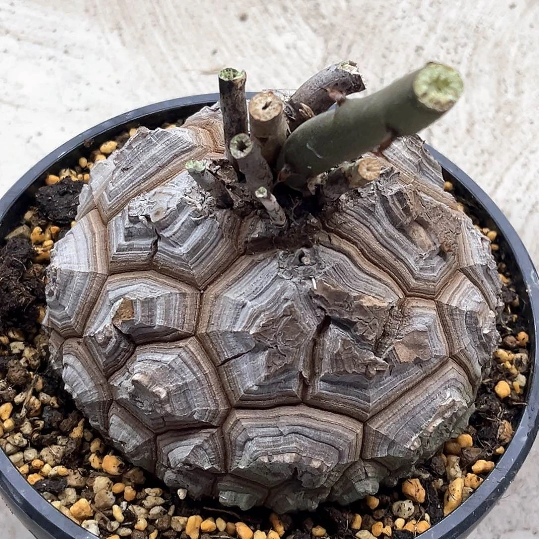 潮流植物大甲南非龟，13公分