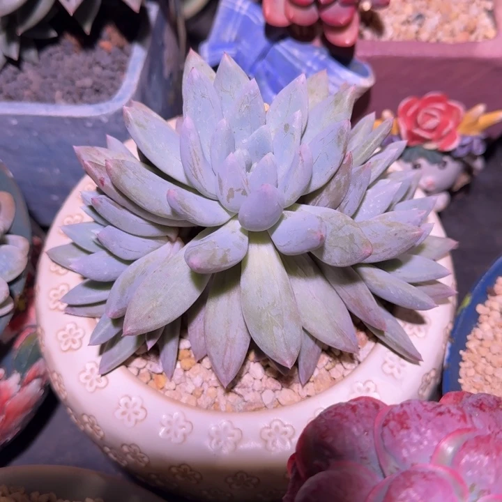 人鱼公主 3头 一物一拍