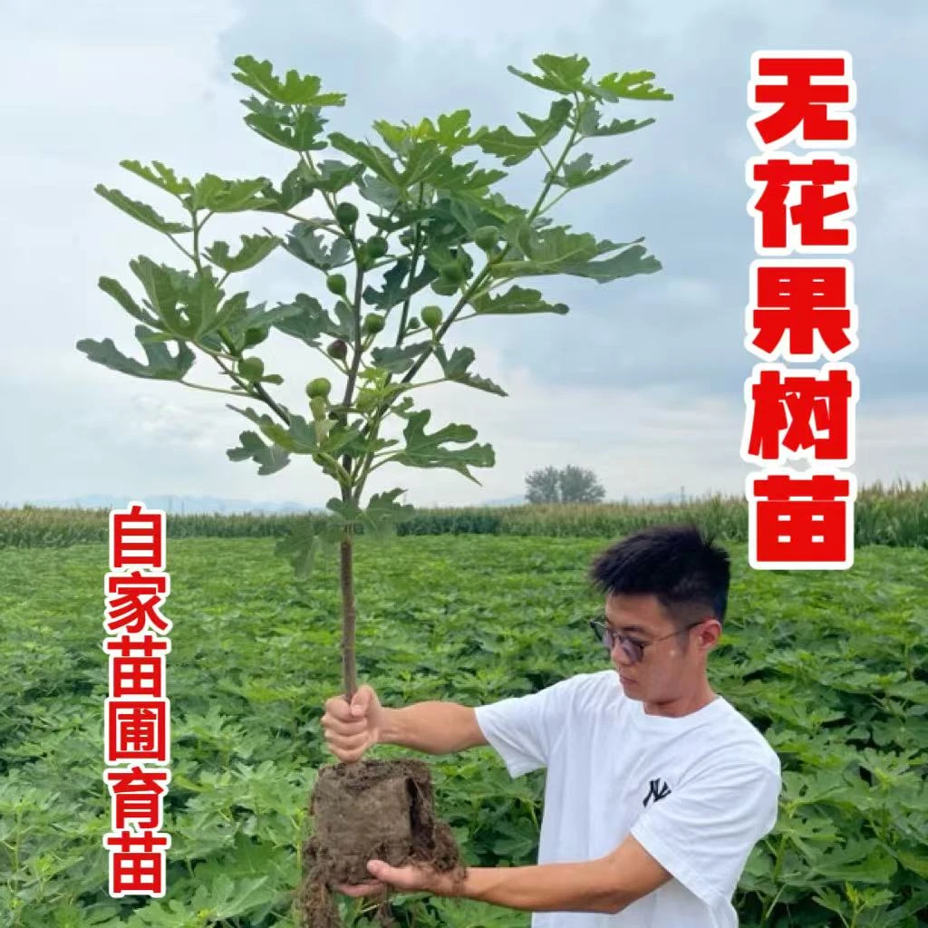 无花果树苗大果纯甜无花果波姬红芭劳奈彩虹无花果南北方种植果树