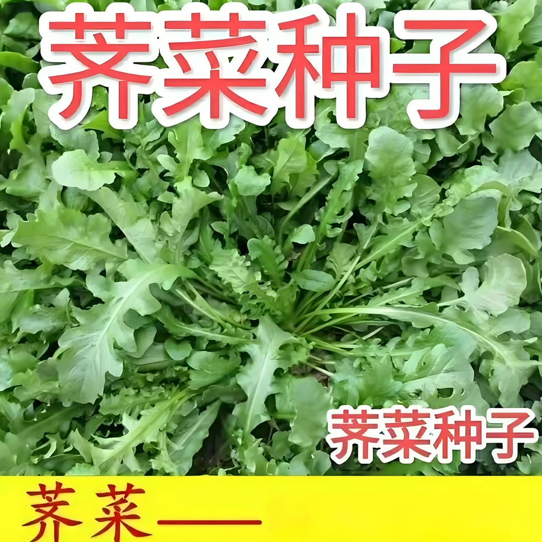 【荠菜种子】家庭阳台小院四季种植盆栽地栽易种易活