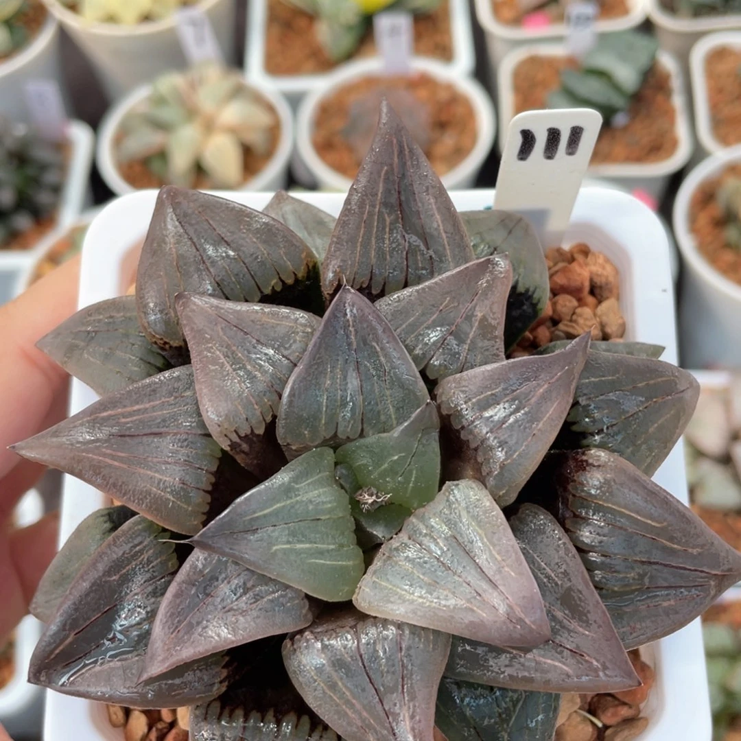 111红纹寿。