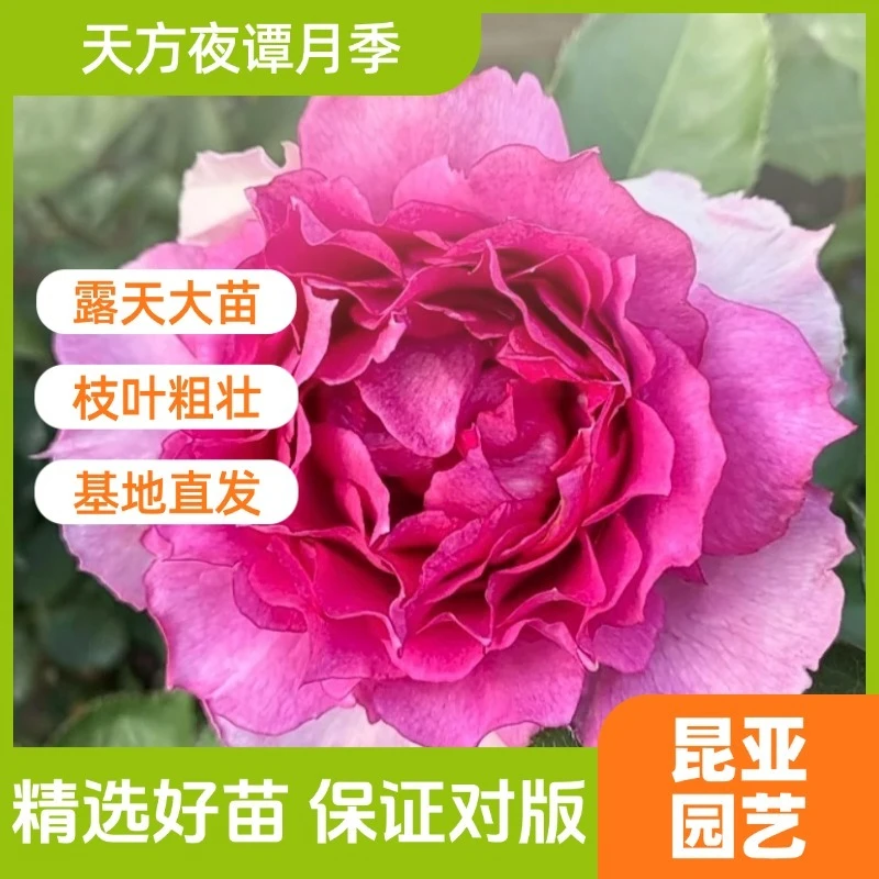 昆亚花园天方夜谭月季花苗浓香大花勤花抗病四季开花直立灌木花卉