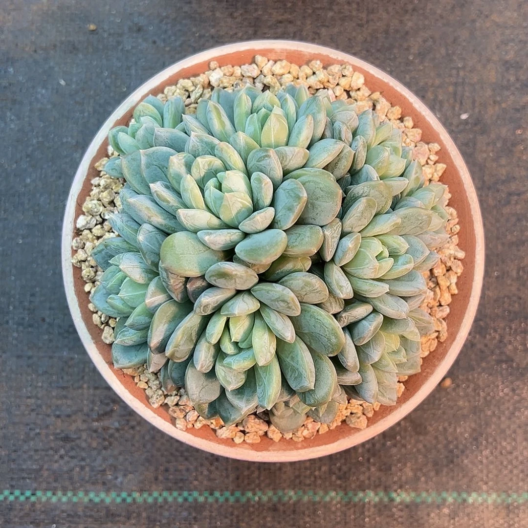 百搭翡翠，一物一拍