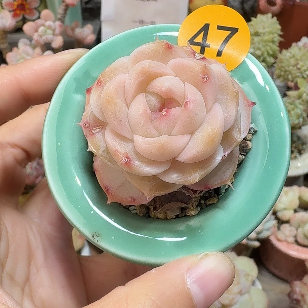 47 多肉含盆土 30元包邮非偏远