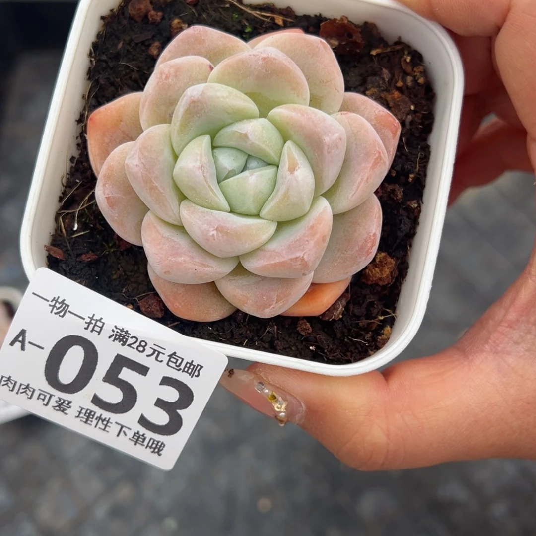 冰玉，多肉多肉多肉多肉