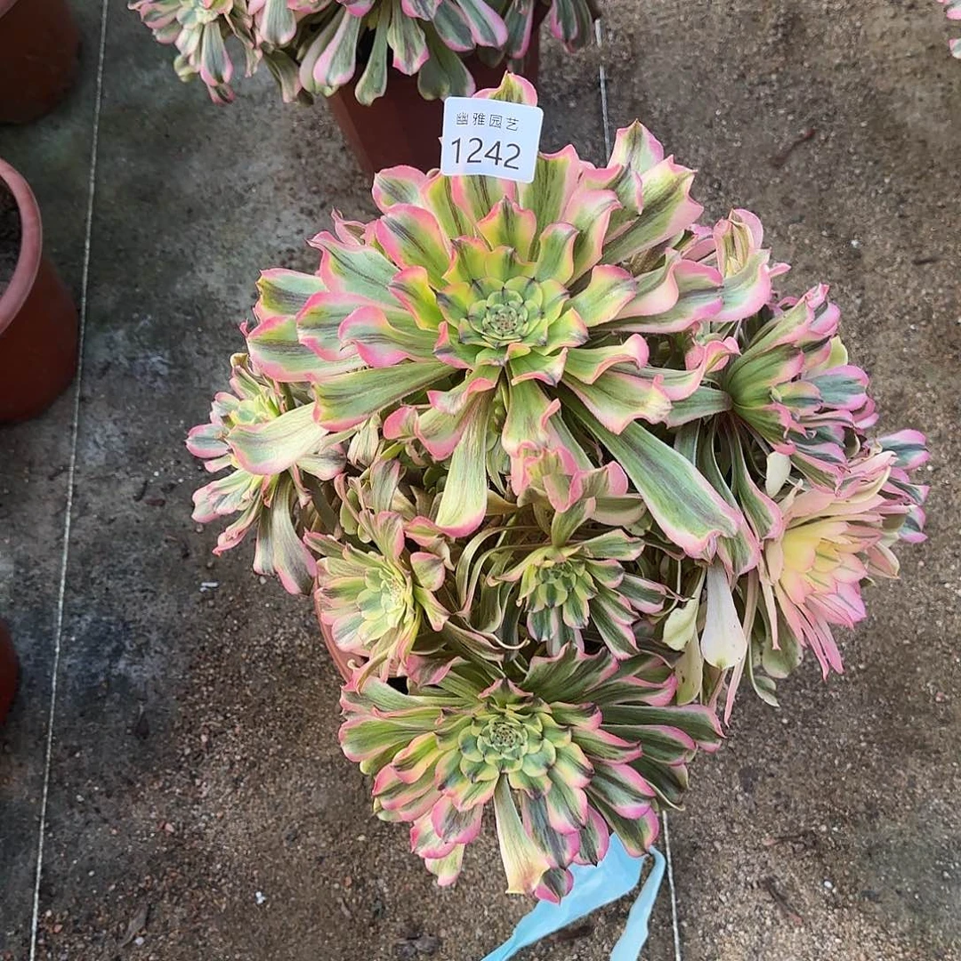 万**红多肉植物黛玉1242