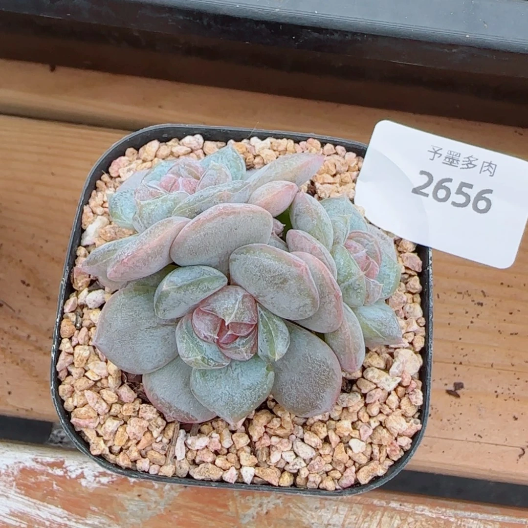 红皇后，2656多肉植物