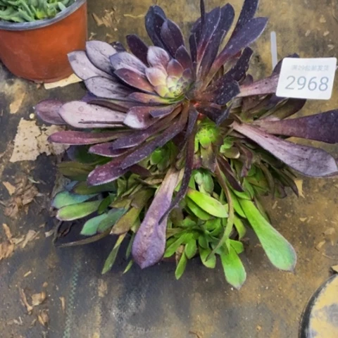 黑铜壶多肉植物2968