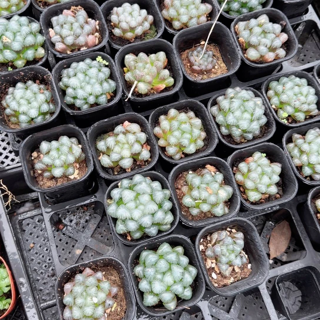 紫姬玉露多肉植物一颗