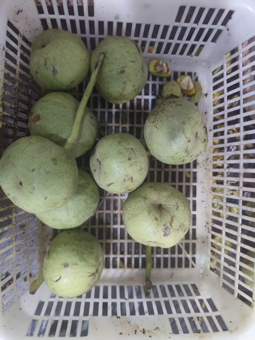 门墩核桃新摘青皮异形代开（承诺成年、无运费险开后不退不换)