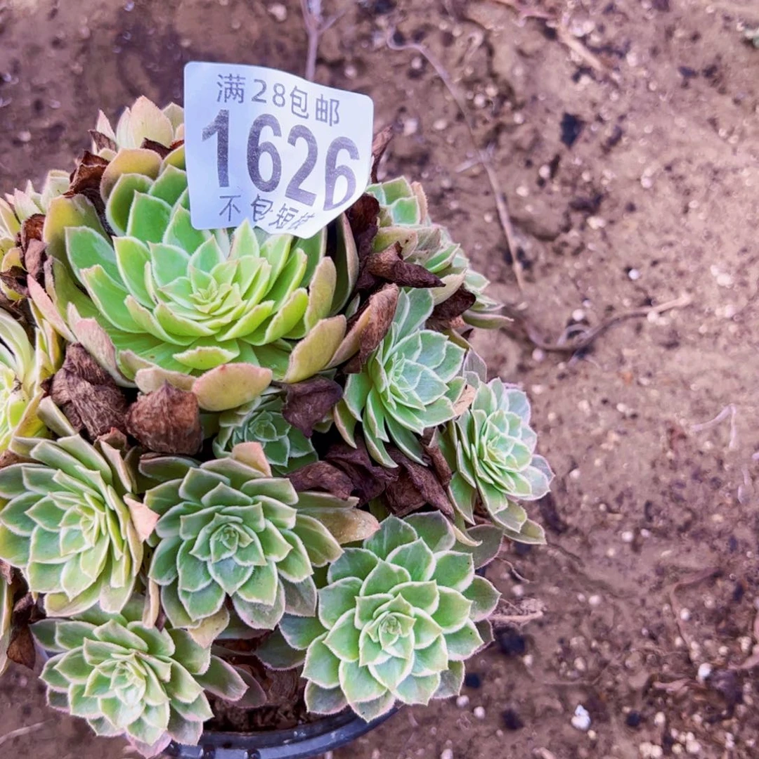 水蜜桃多肉植物法师1626