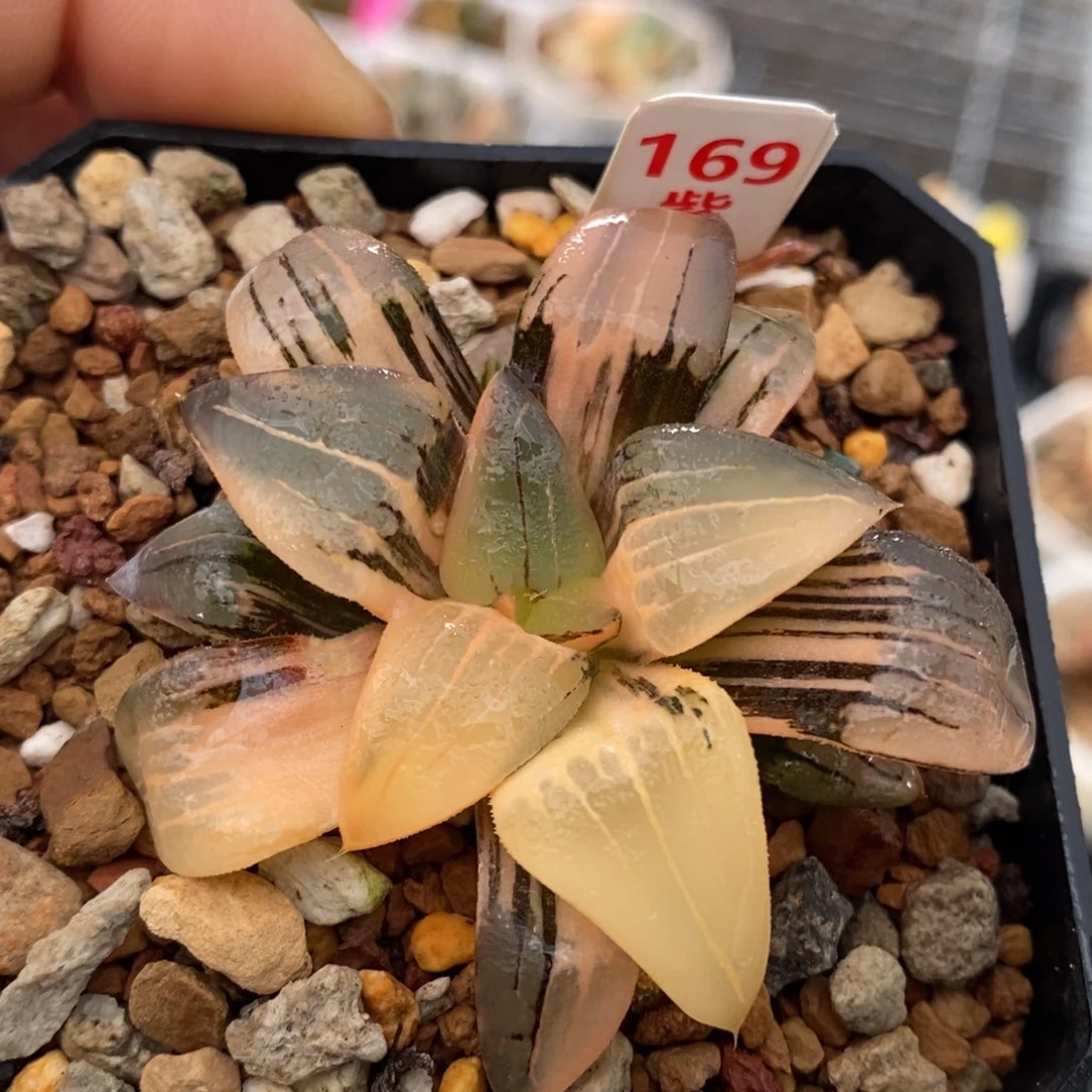 169号红纹寿锦多肉