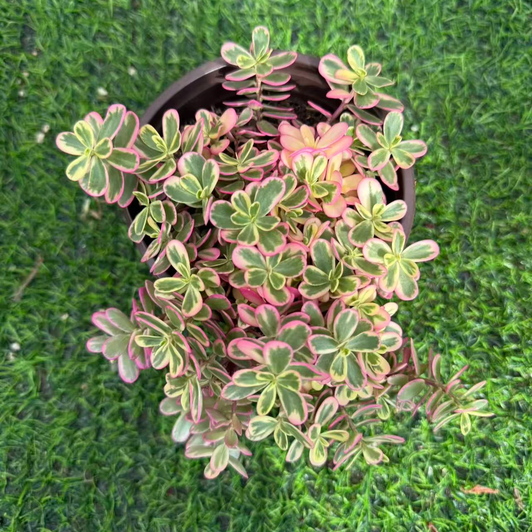 （太阳花120#） 小付多肉现场直播云南斗南多肉植物基地室内