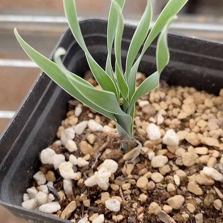 10102弹簧草一颗。