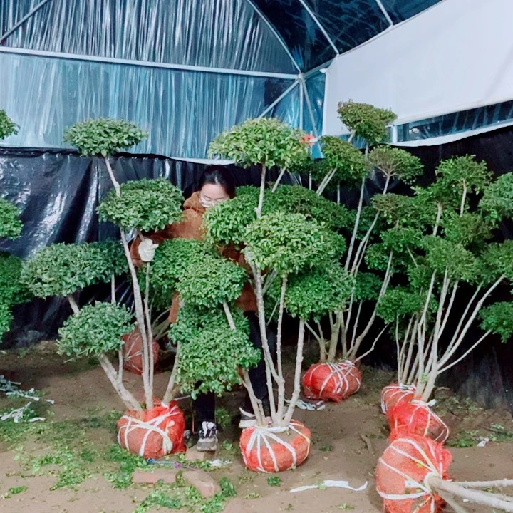 一物一拍一对一对