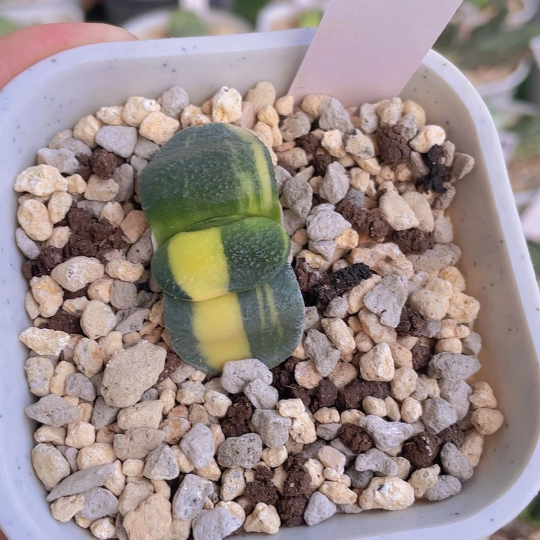 008号脱土发货1111