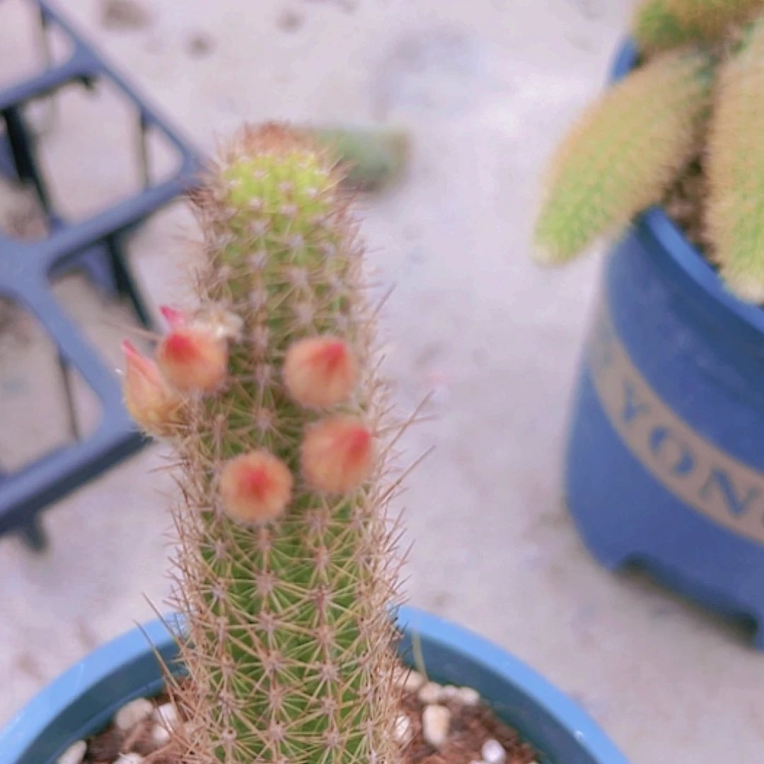 【闪购商品】黄花金妞小带仔偏远不拍